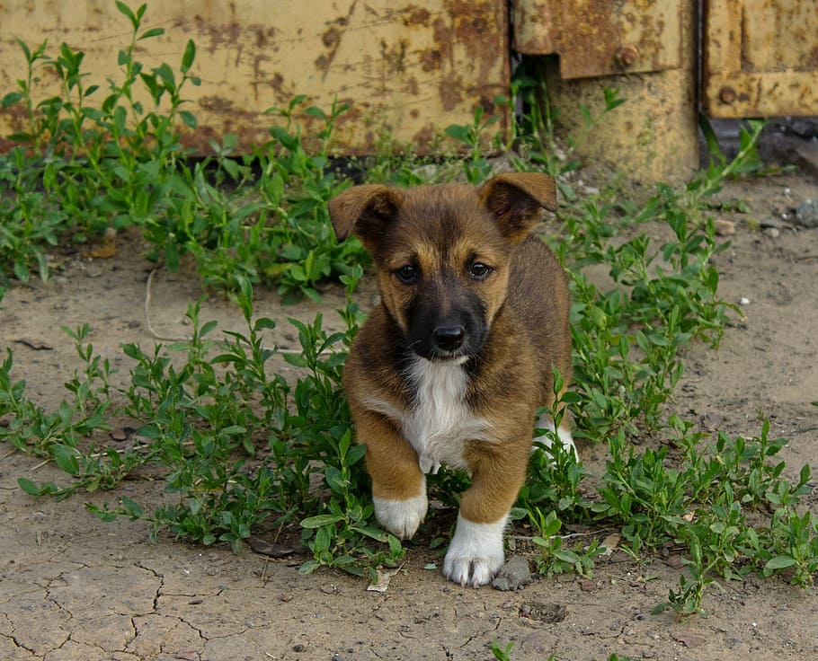 Puppy, Bitch, Knop, one animal, looking at camera, animal themes HD wallpaper