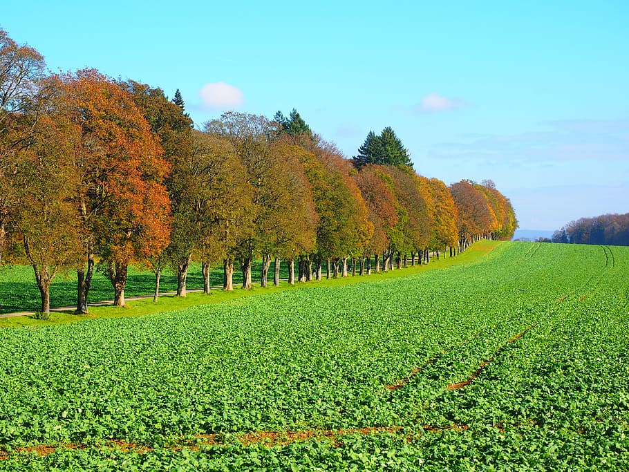 Avenue, Field, Arable, Trees, Promenade, sankt johann, green manure HD wallpaper