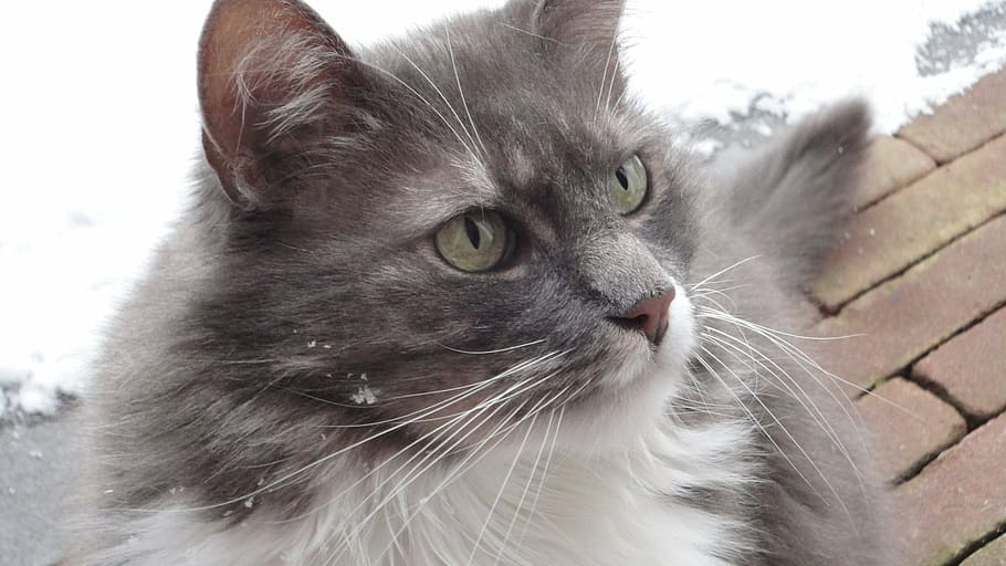 cat, ears, pet, animals, fur, domestic cat, cat face, close HD wallpaper