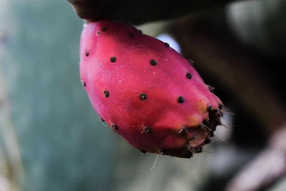 Prickly Pear, Fruit, Plant, Cactus, nature, mediterranean, one animal HD wallpaper