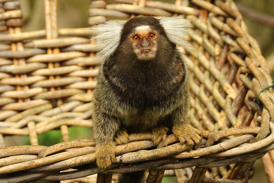 marmoset, monkey, animal, mammal, cute, primate, krallenaffe, HD wallpaper