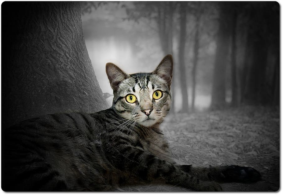 cat, forest, nature, tree, fur, watch, animal world, landscape HD wallpaper