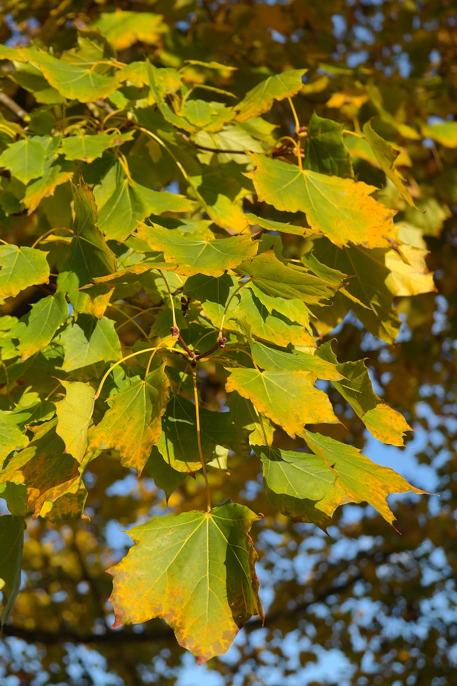 maple, acer platanoides, needle leaf maple, deciduous tree, HD wallpaper