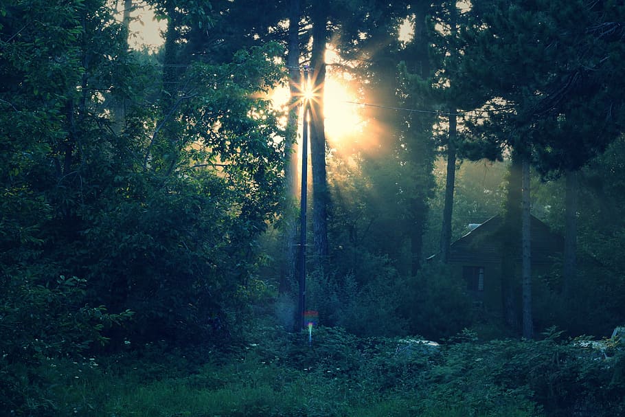 sun raise through trees, solar, light, forest, nature, silhouette HD wallpaper