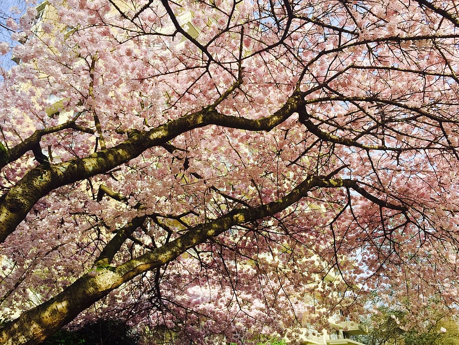 blossoms, tree, vancouver, spring, nature, bloom, branch, blooming HD wallpaper