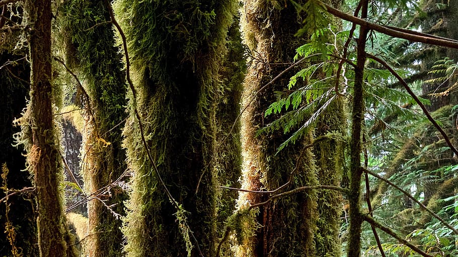 trees, shadows, moss, fol, foliage, outdoor, green, light, plant HD wallpaper