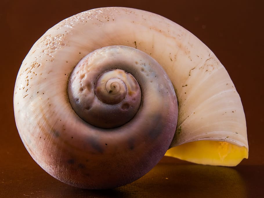 shell, snail, close, studio shot, food and drink, freshness HD wallpaper