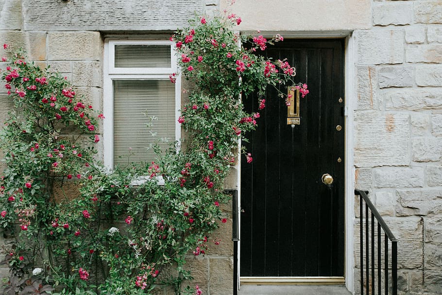 closed brown wooden door, pink petaled flowers beside gray concrete house wall HD wallpaper