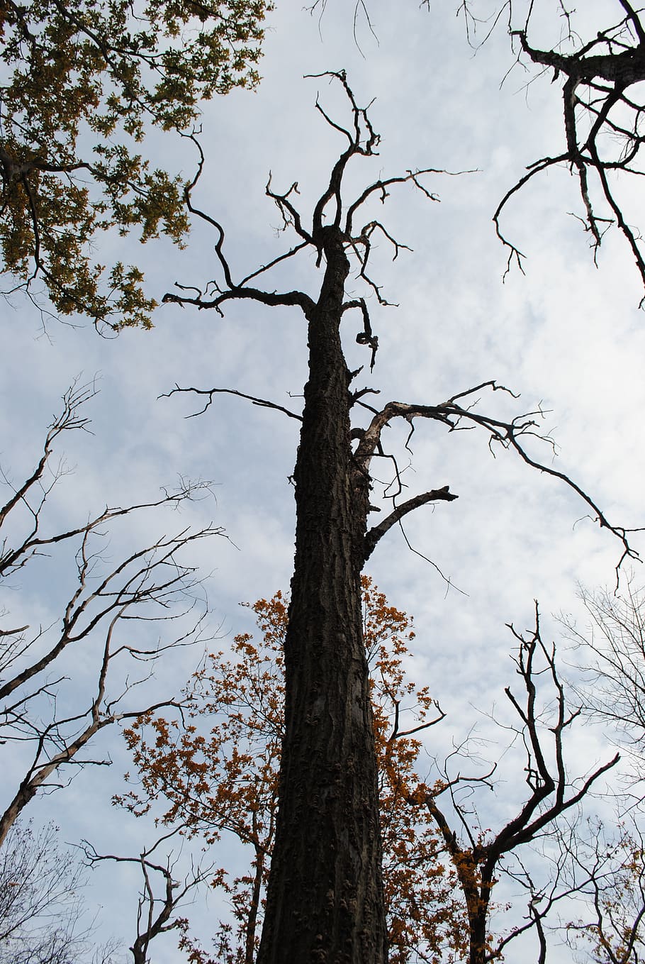 tree, forest, nature, branches, plant, trunk, tree trunk, sky HD wallpaper