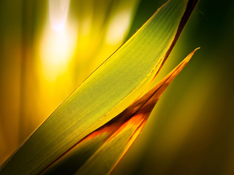 palm, leaf, green, leaves, plant, structure, palm leaf, tropical HD wallpaper