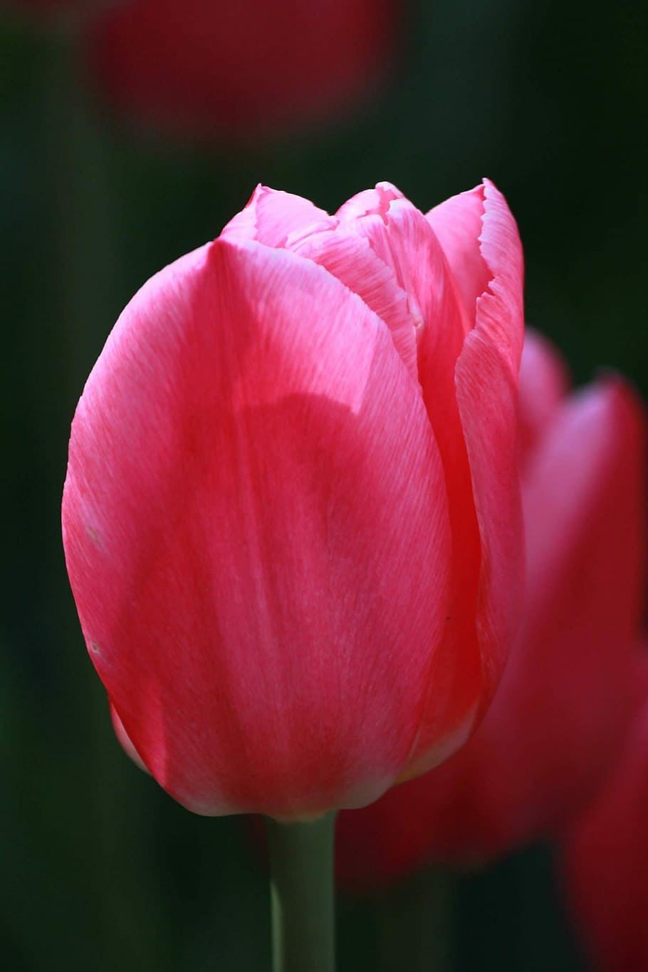 Tulip, Pink, Flower, Spring, petal, pink color, nature, flower head HD wallpaper
