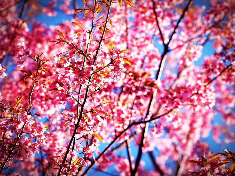 pink flowering tree, sakura, blossom, prunus cerasoides, wild himalayan cherry, HD wallpaper