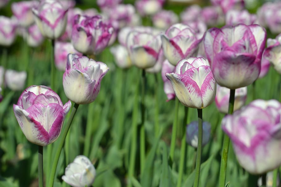 tulips, flower, spring, pink tulip, spring blossom, flowers HD wallpaper