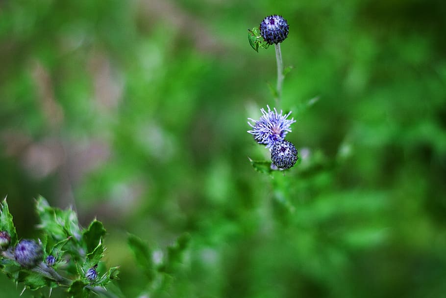 flower, bug, grass, plants, green, flowering plant, freshness HD wallpaper