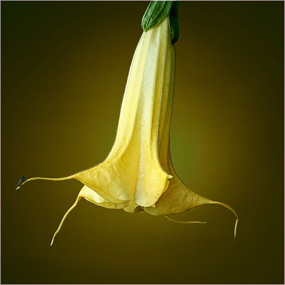 Hd Wallpaper Brugmansia Trumpet Flower Nature Plant Datura Toxic Hallucinogen Wallpaper Flare