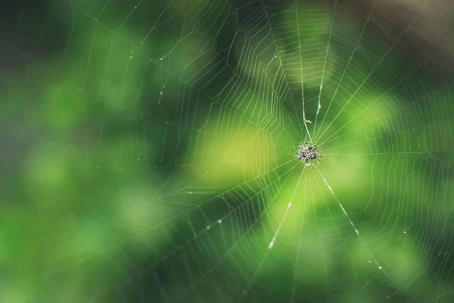bug, green, insect, spider, spider's web, spider Web, nature HD wallpaper