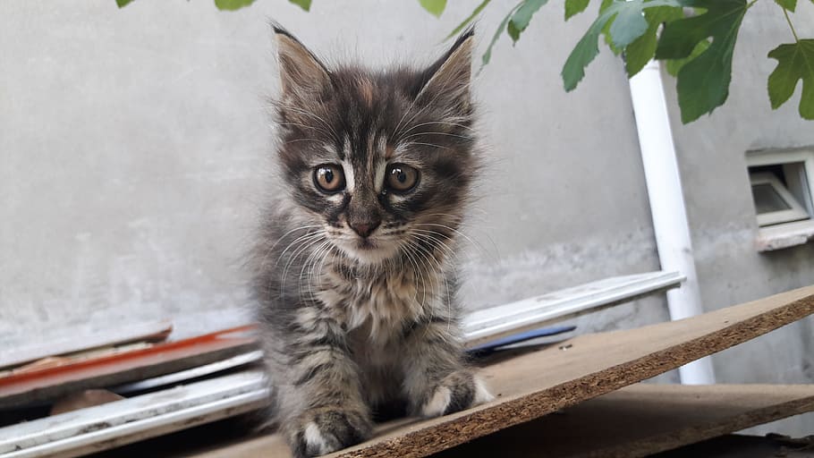 Cat, Kittens, tiny, domestic cat, pets, feline, domestic animals HD wallpaper