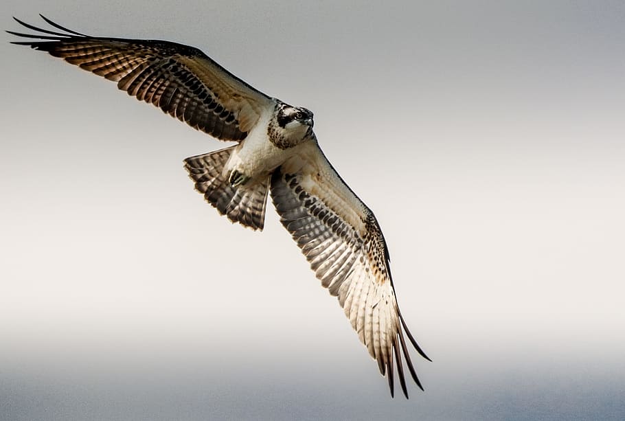 white bird, osprey, flight, raptor, fly, nature, animal themes HD wallpaper