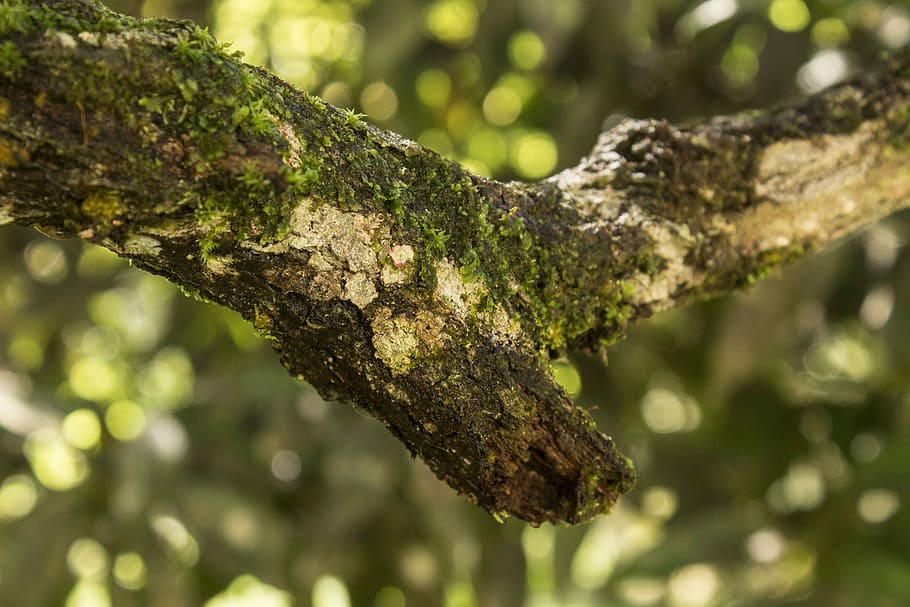 Branch, Nature, Tree, Trunk, day, no people, focus on foreground HD wallpaper