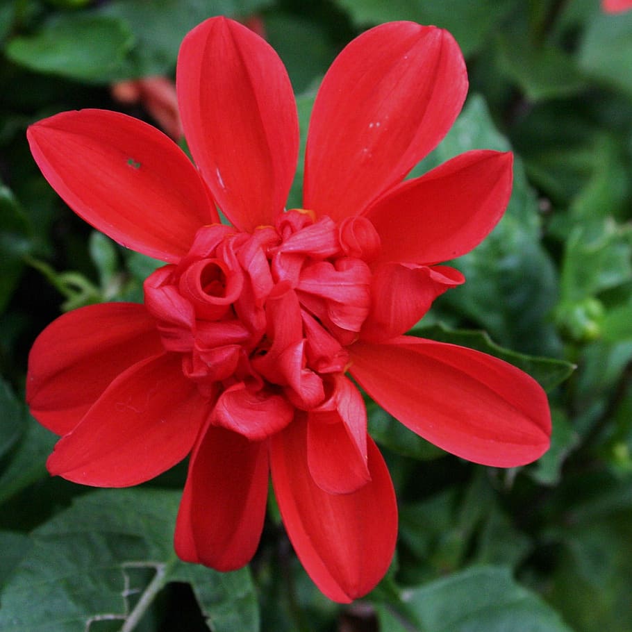Flower, Spring, Blossom, red, summer, petal, flora, colorful HD wallpaper