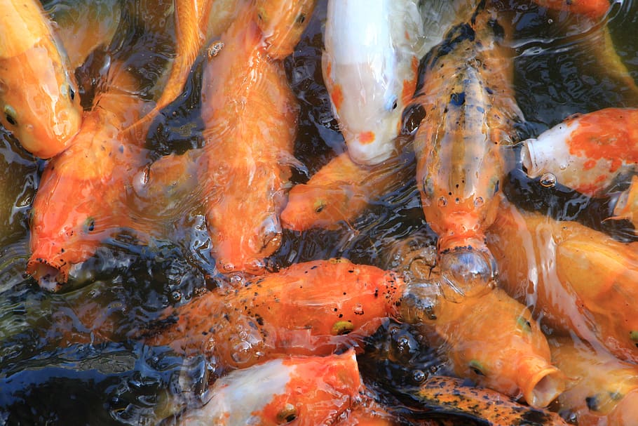 carp, fish, goldfish, animal themes, group of animals, water HD wallpaper