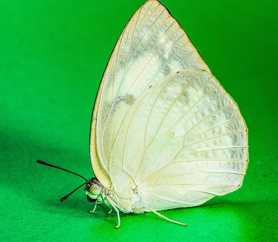 butterfly, insect, invertebrate, animal themes, animal wildlife HD wallpaper