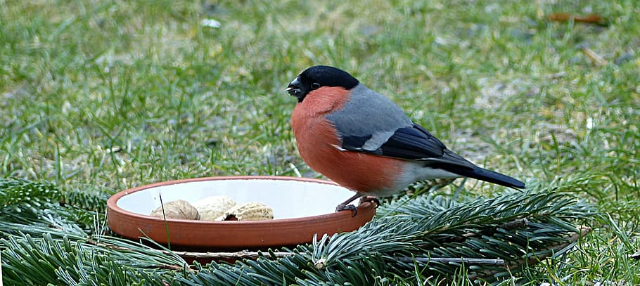 maroon and black bird on brown ceramic plate, bullfinch, pyrrhula