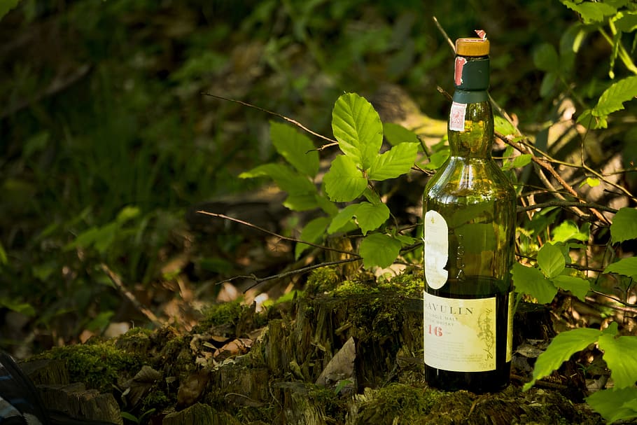 lagavulin, whiskey, nature, tree, leaf, bottle, green color, HD wallpaper