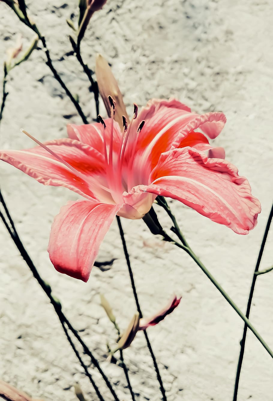 lily, flower, nature, harmony, beautiful, mottled light red