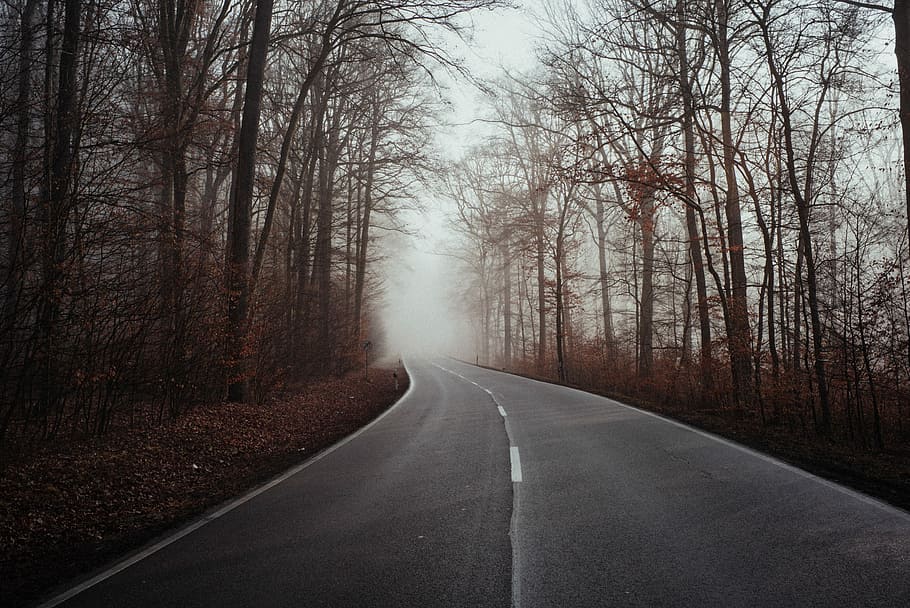 trees between road, grey concrete road surrounded by trees, forest HD wallpaper