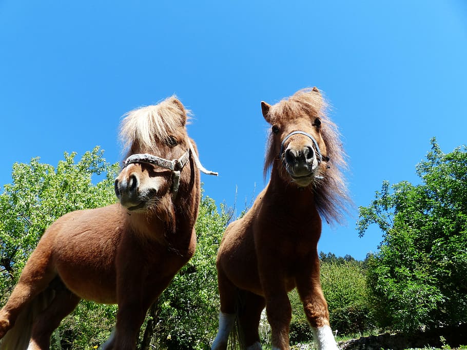 shetland ponies, wuschelig, hairy, fur, horse, animal, mane, HD wallpaper