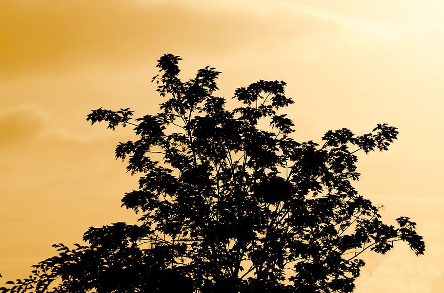 tree, branch, branches, nature, leaf, leaves, sunset, sky, black HD wallpaper