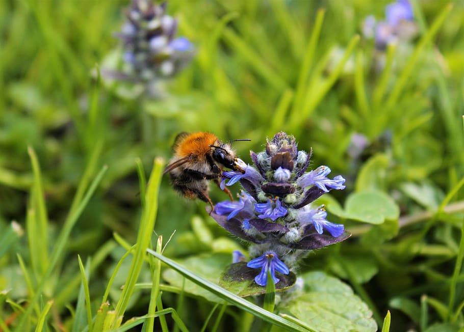 hummel, bee, nature, plant, grass, insect, spring, flower, honey, HD wallpaper