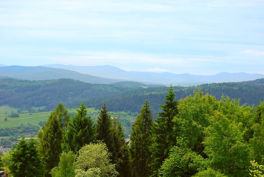 mountains, forest wallpaper, view, nature, tree, landscape HD wallpaper