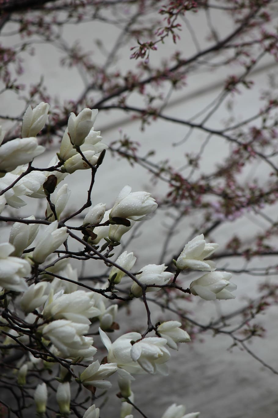 Magnolia, Spring, non, flower, blossom, tree, branch, springtime HD wallpaper