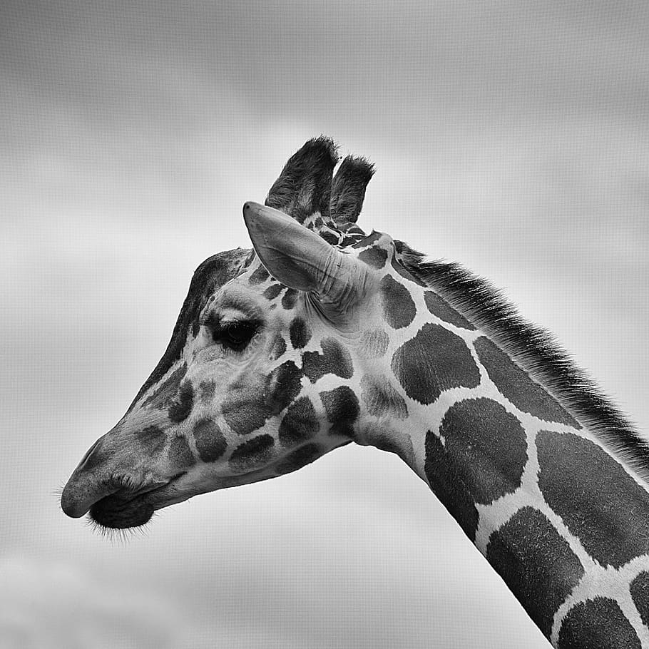 grayscale photography of giraffe, head, black and white, wildlife