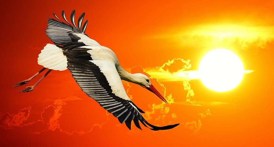 stork, fly, sunset, elegant, feather, bird, plumage, nature HD wallpaper