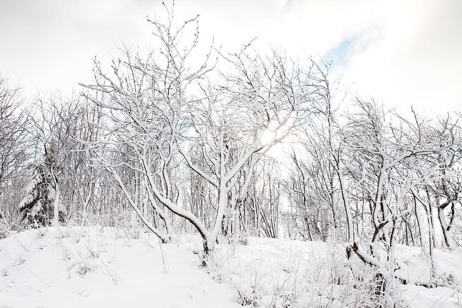 Cold, Peaceful, Snow, Trees, White, winter, forest, frost, frozen HD wallpaper