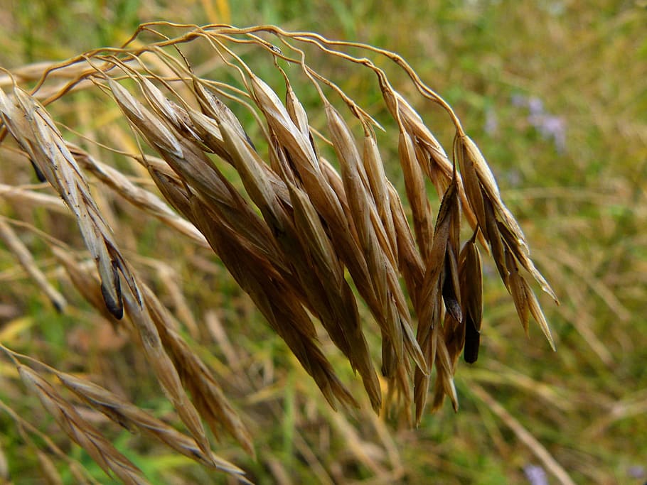 Grass, Dry, Fall, Brown, Nature, autumn, season, growth, cereal plant HD wallpaper
