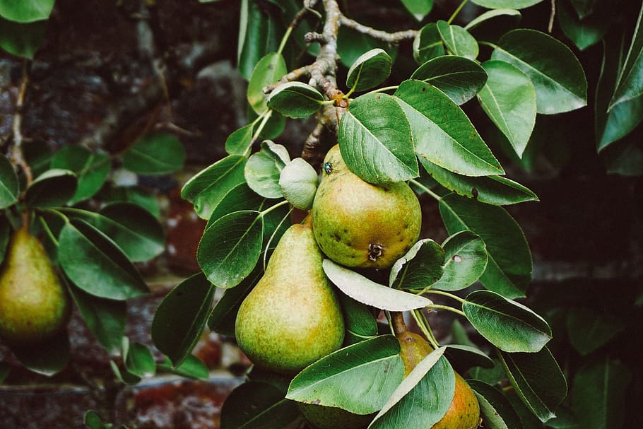 tree, pears, fruit, green, leaves, food, leaf, healthy eating HD wallpaper