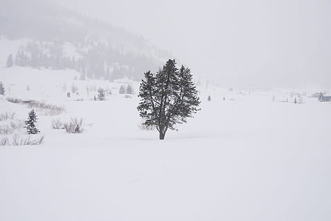 snow, whiteout, tree, cold, winter, nature, outdoors, storm HD wallpaper