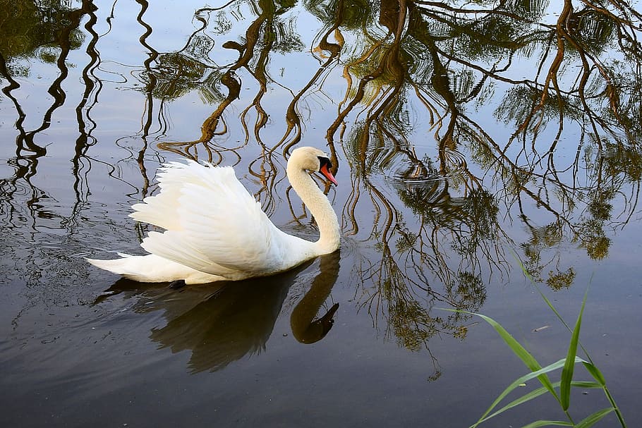 swan, nature, lake, reflection, tree, evening, bird, animal themes HD wallpaper