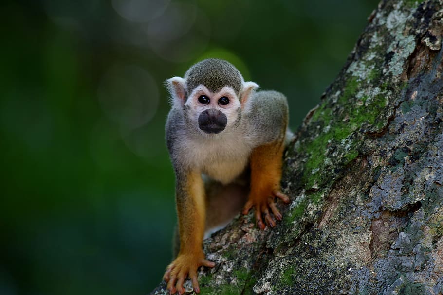 brown and gray monkey on wooden branch, scented monkey, primate HD wallpaper