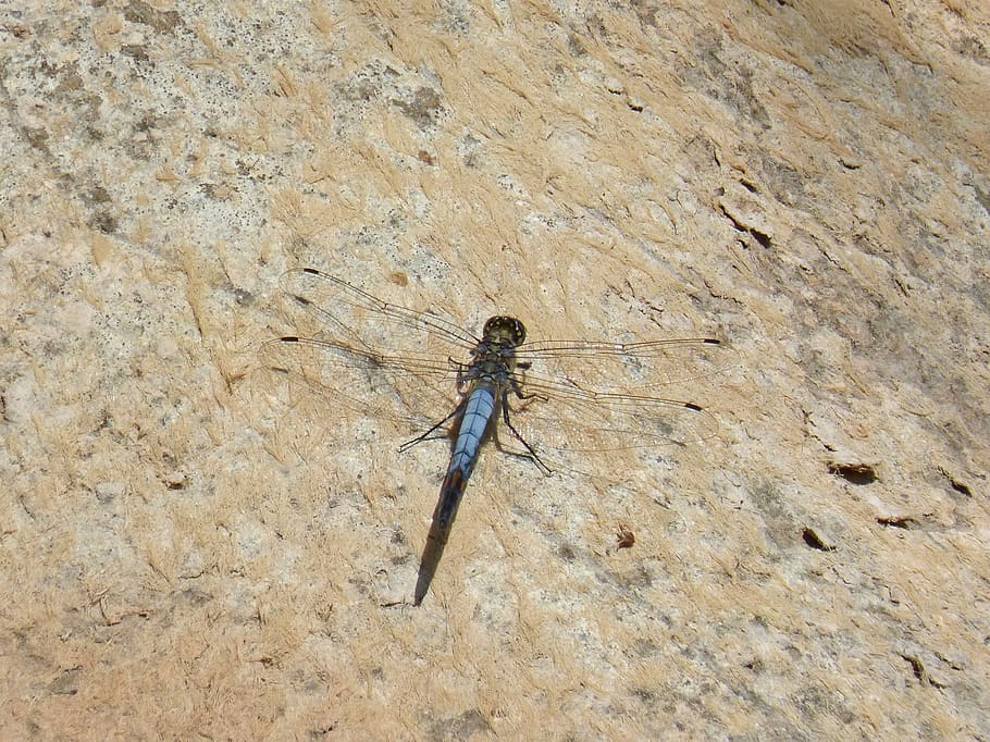dragonfly, blue dragonfly, parot cuanegre, orthetrum cancellatum