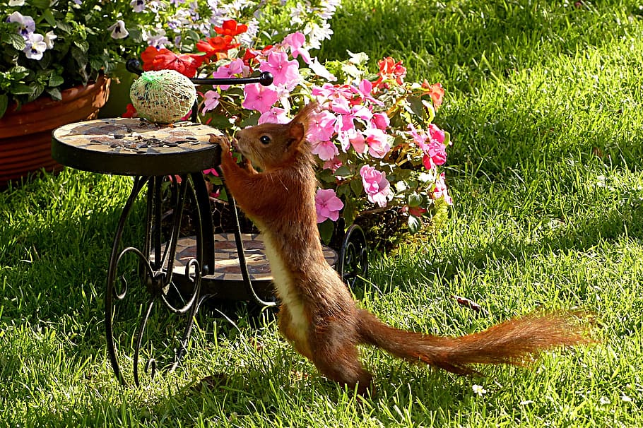 brown squirrel, sciurus, animal, mammal, foraging garden, animal themes HD wallpaper