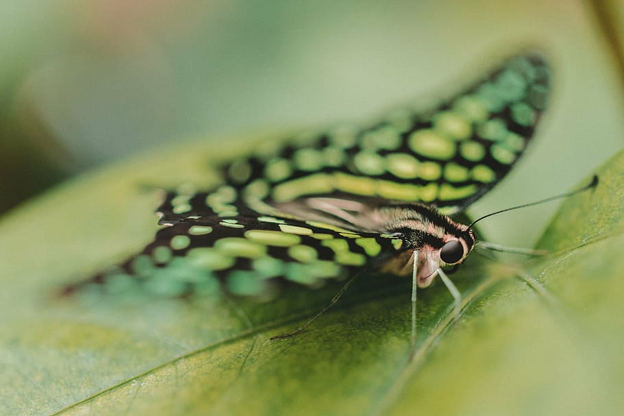 green butterfly perching on green leaf selective focus photography HD wallpaper