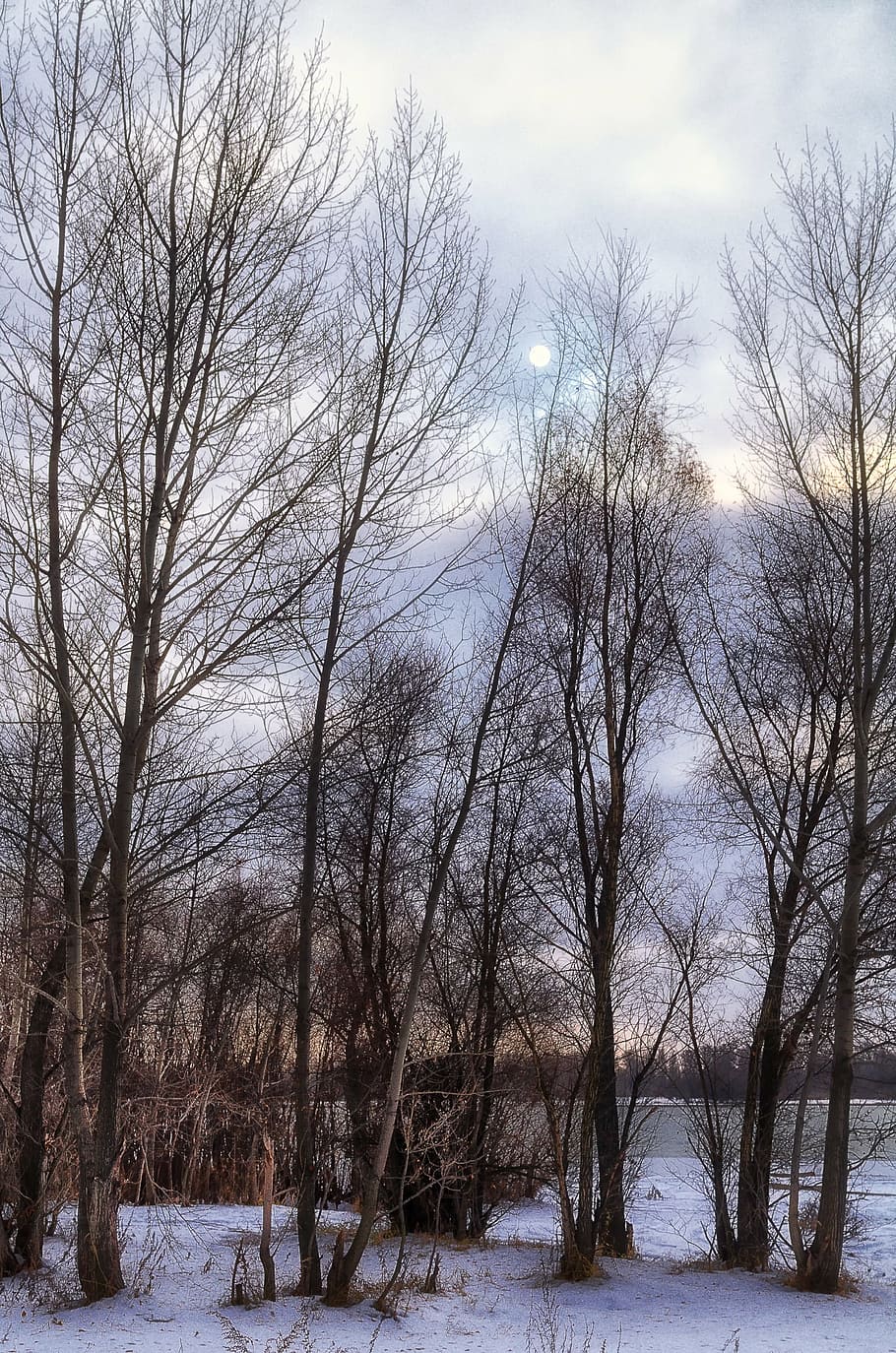 winter, tree, trees, snow, landscape, nature, cold, snow winter nature HD wallpaper