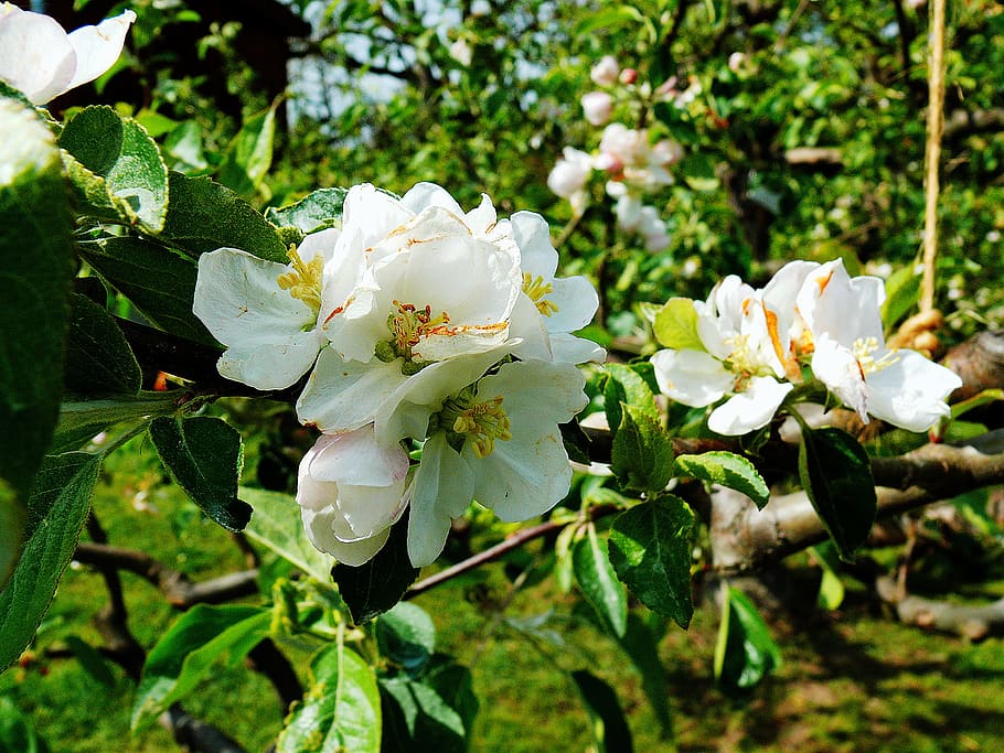 apple blossom, bloom, apple tree, spring, apple tree flowers HD wallpaper