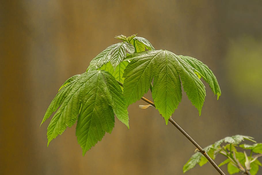 foliage, tree, nature, spring, leaf, plant part, green color HD wallpaper