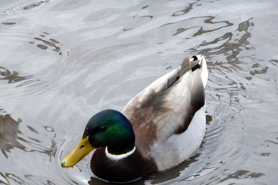 duck, bird, river, animal wildlife, animals in the wild, water HD wallpaper